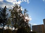 Borovina