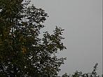 Stařeč