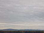 Kvasice