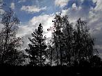 Borovina