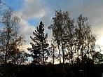 Borovina