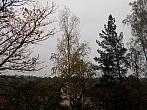 Borovina