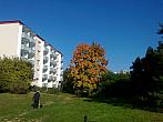 Borovina