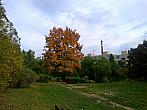Borovina