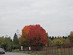 Neratovice