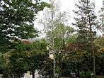 Borovina