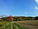 Vidov