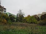 Borovina
