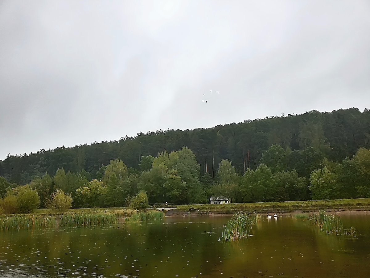 Vidov