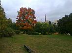 Borovina