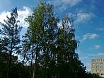 Borovina