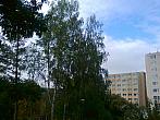Borovina
