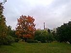 Borovina