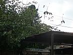 Třibřichy