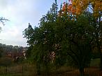 Borovina