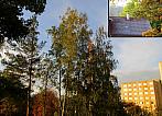 Borovina