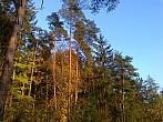 Borovina