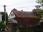 Třibřichy