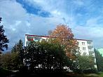 Borovina