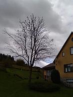 Skalité