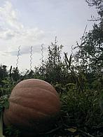 Vejvanovice