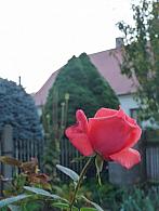 Třibřichy