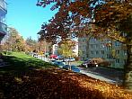 Borovina