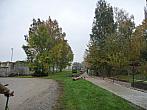 Třibřichy