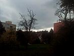 Borovina