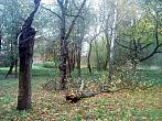 Borovina