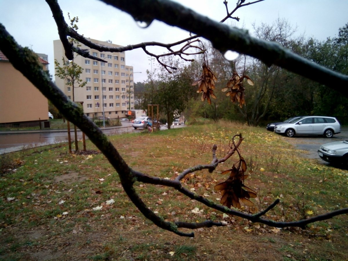 Borovina