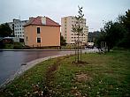Borovina
