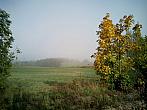 Borovina