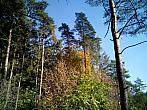 Borovina