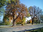 Borovina