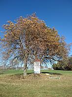 Pacov