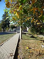 Třibřichy