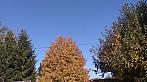 Tachov