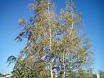 Borovina
