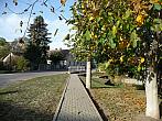 Třibřichy
