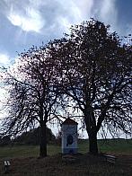 Pacov