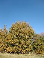 Pacov