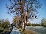 Borovina