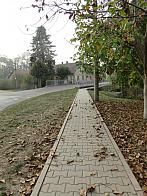 Třibřichy