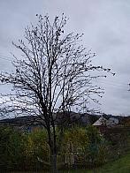 Skalité