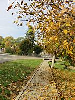 Třibřichy