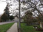 Třibřichy