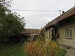 Třibřichy