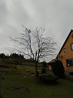 Skalité