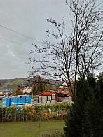 Skalité